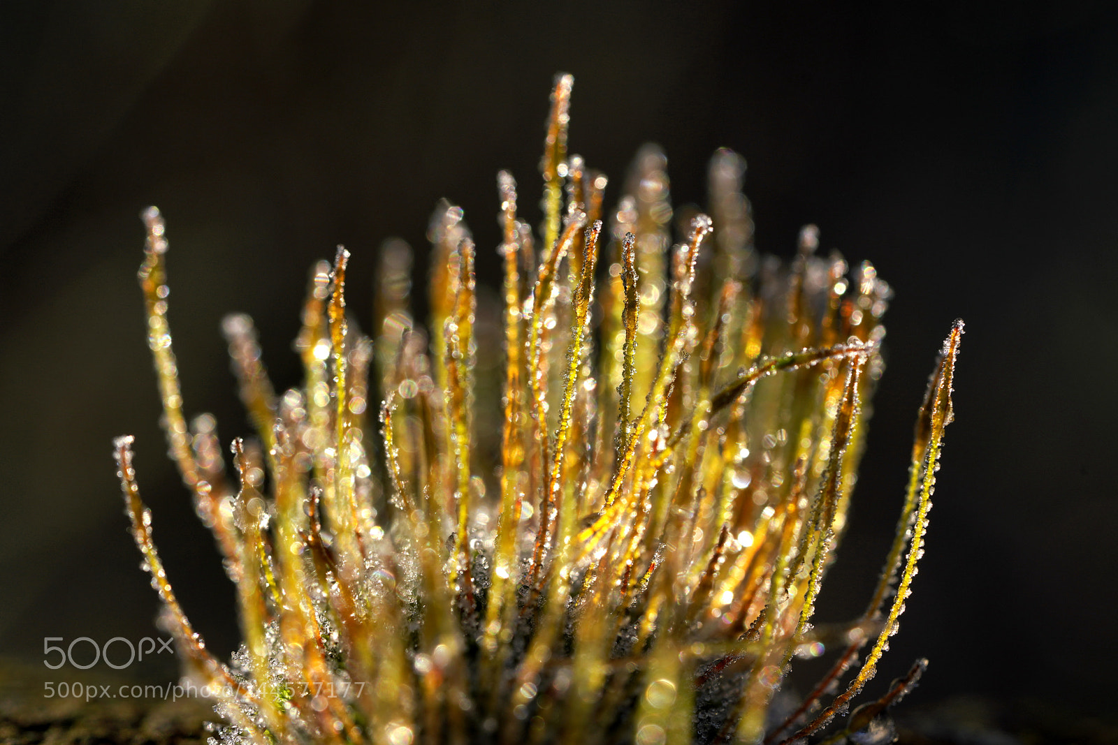 Sony a7R III sample photo. When light meets matter photography
