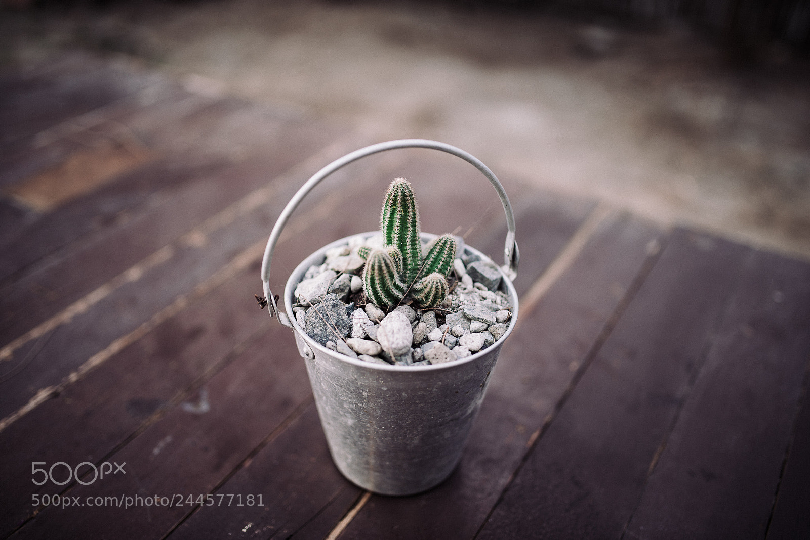 Nikon D600 sample photo. Cactus photography