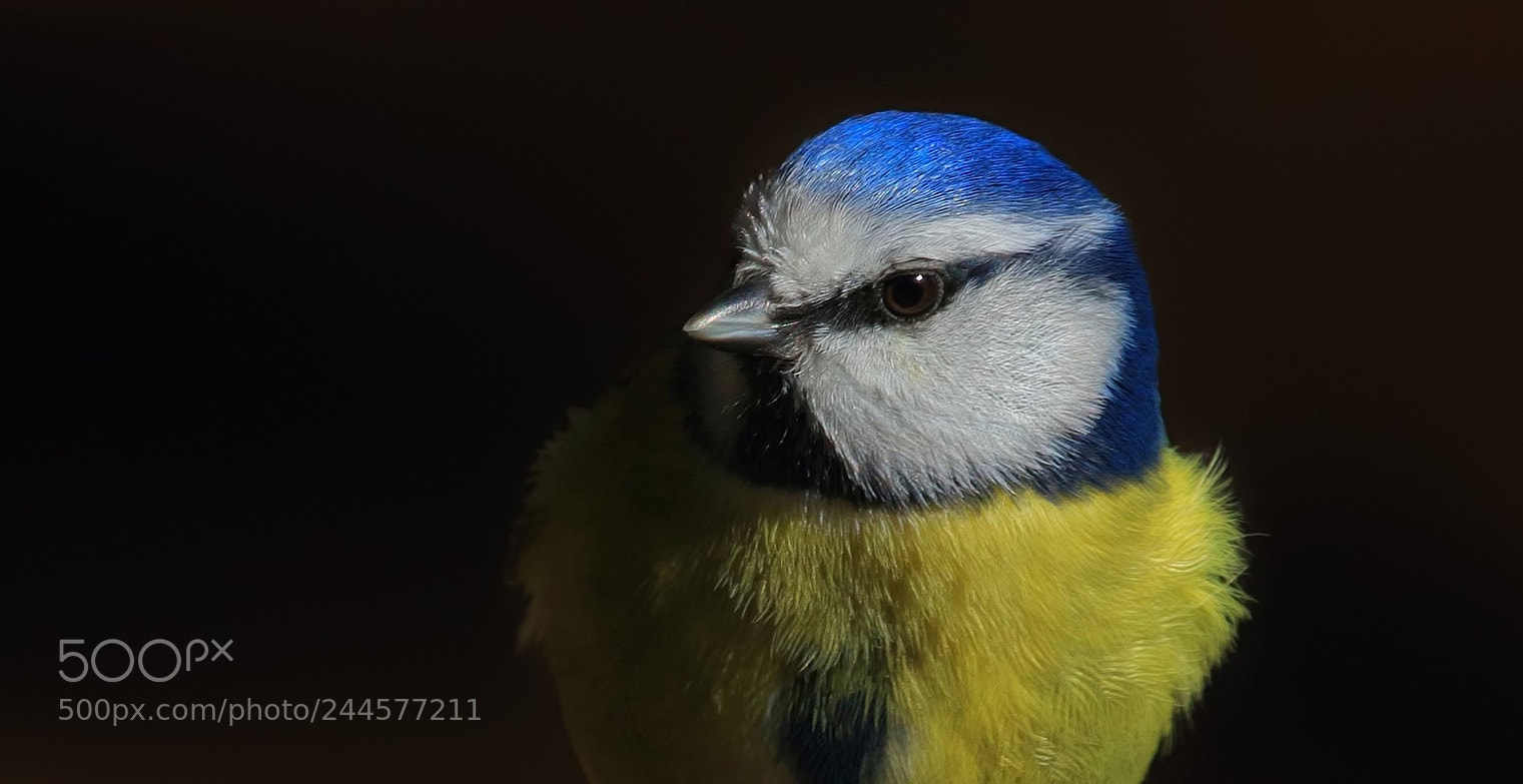 Canon EOS 7D Mark II sample photo. Eurasian blue tit photography