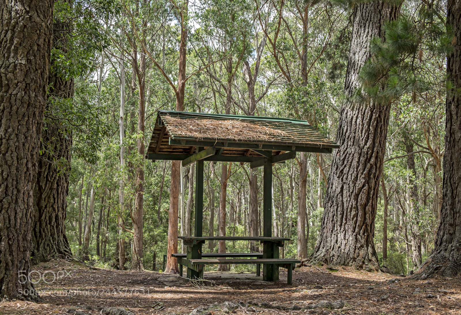 Fujifilm X-E2 sample photo. Table in the trees photography