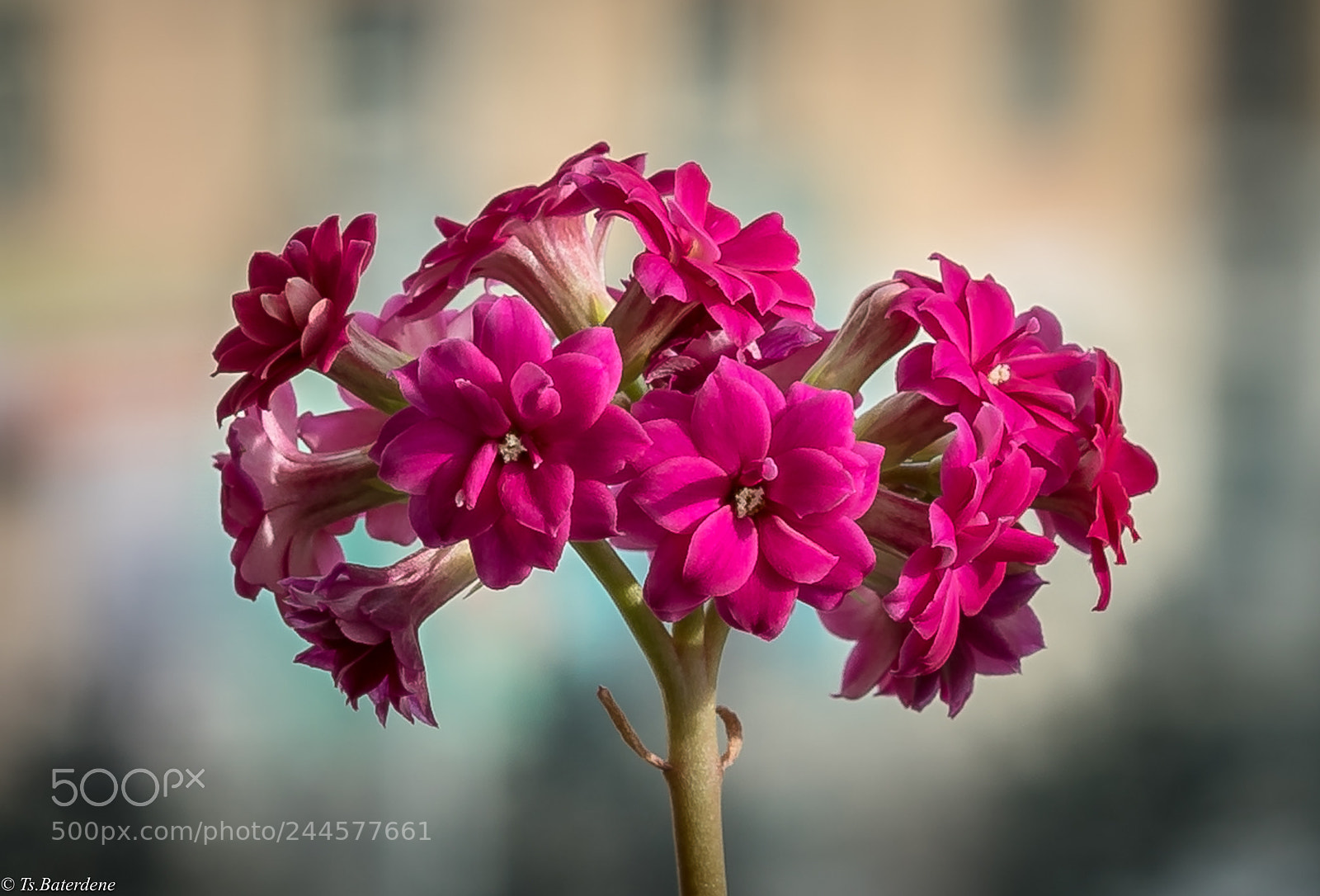 Sony a9 sample photo. Flower in my room. photography