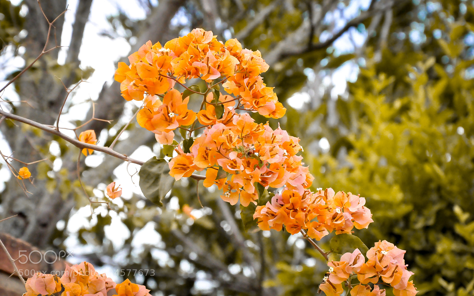 Nikon D90 sample photo. Spring photography