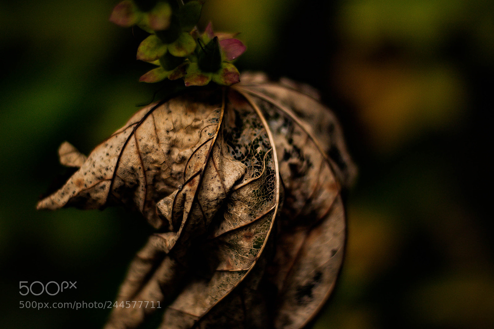 Nikon D70 sample photo. Withering leaf photography