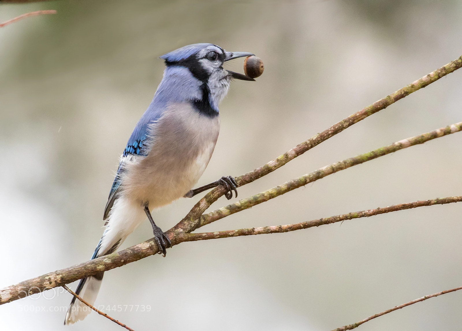 Canon EOS 7D Mark II sample photo. Blue jay photography