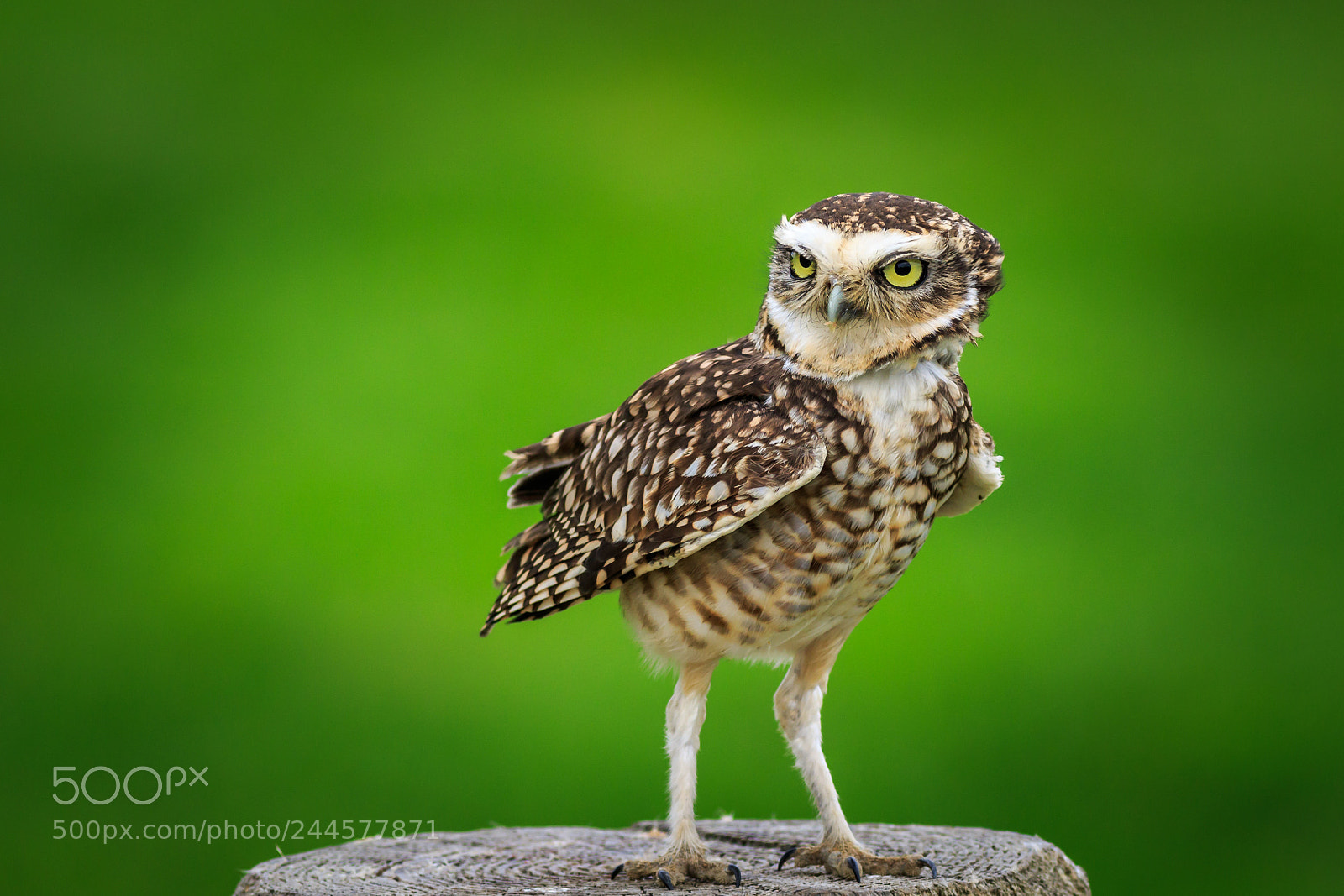 Canon EOS 7D Mark II sample photo. Burrowing owl (athene cunicularia) photography