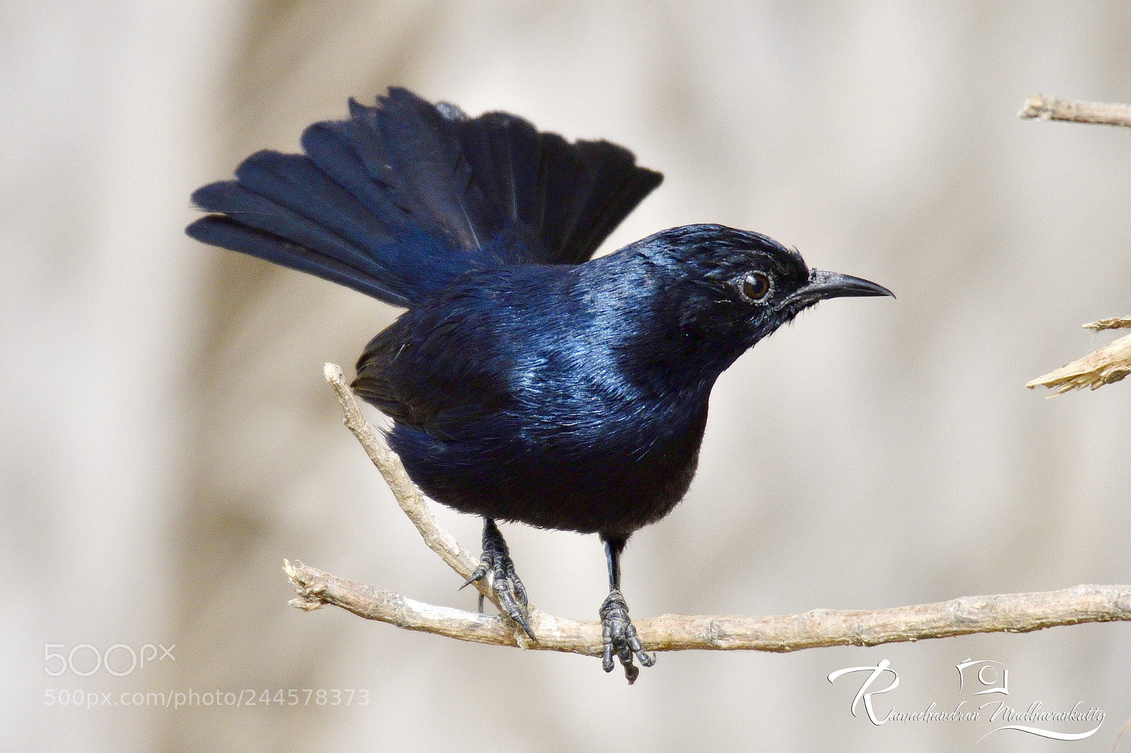 Nikon D500 sample photo. Indian robin photography