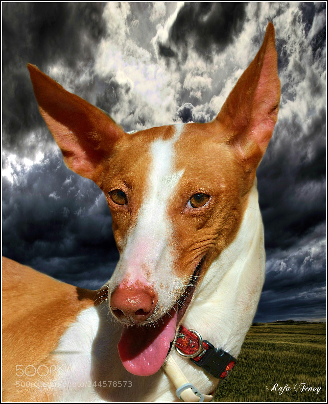 Nikon D7100 sample photo. Nobleza en la mirada photography
