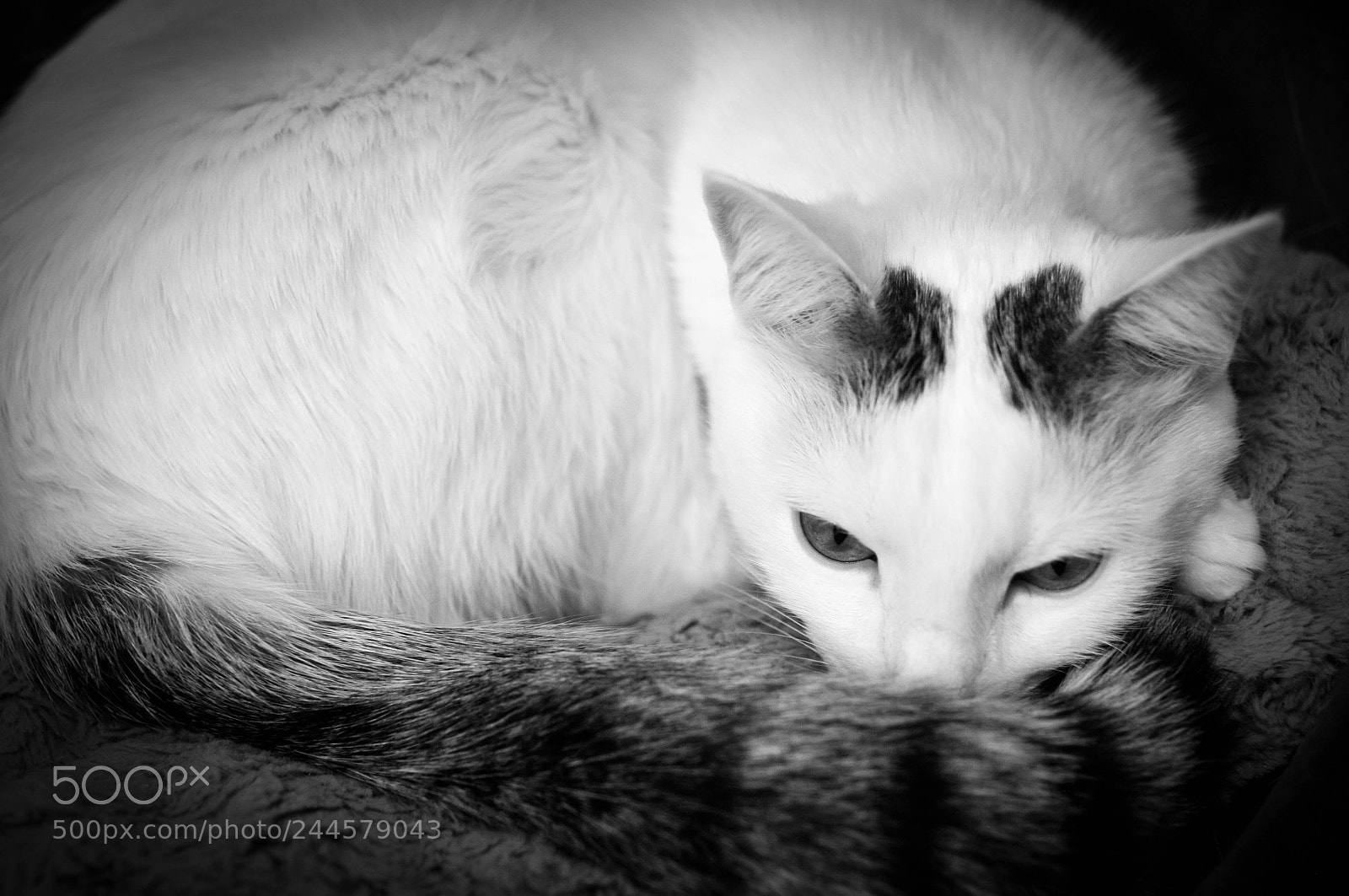 Nikon D300 sample photo. Cat photography
