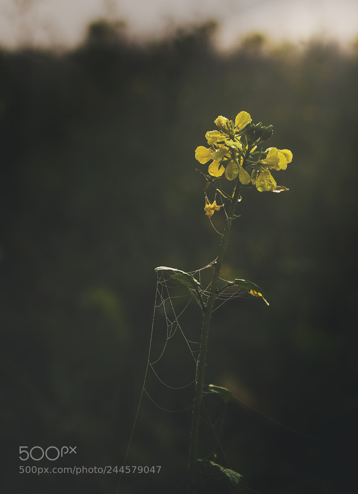 Nikon D5000 sample photo. Winter flowers photography