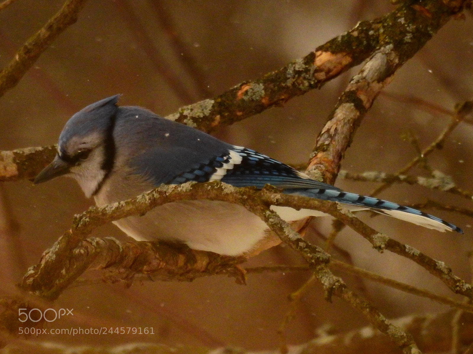 Nikon Coolpix P900 sample photo. Blue jay photography