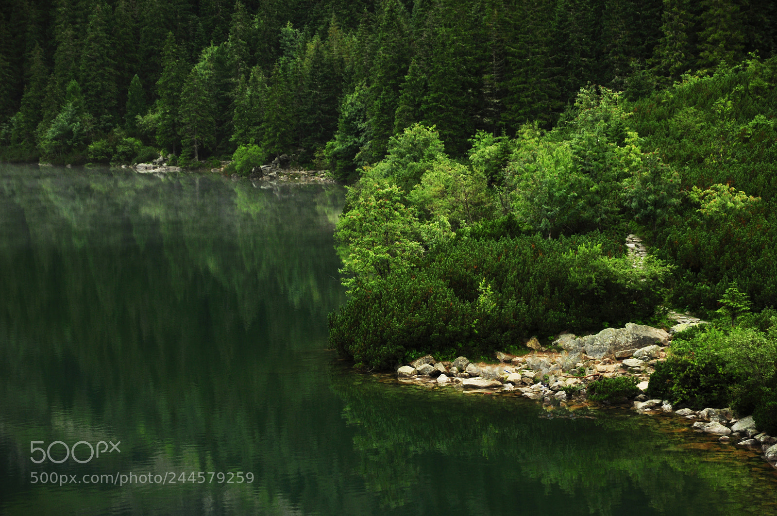 Nikon D90 sample photo. Green photography