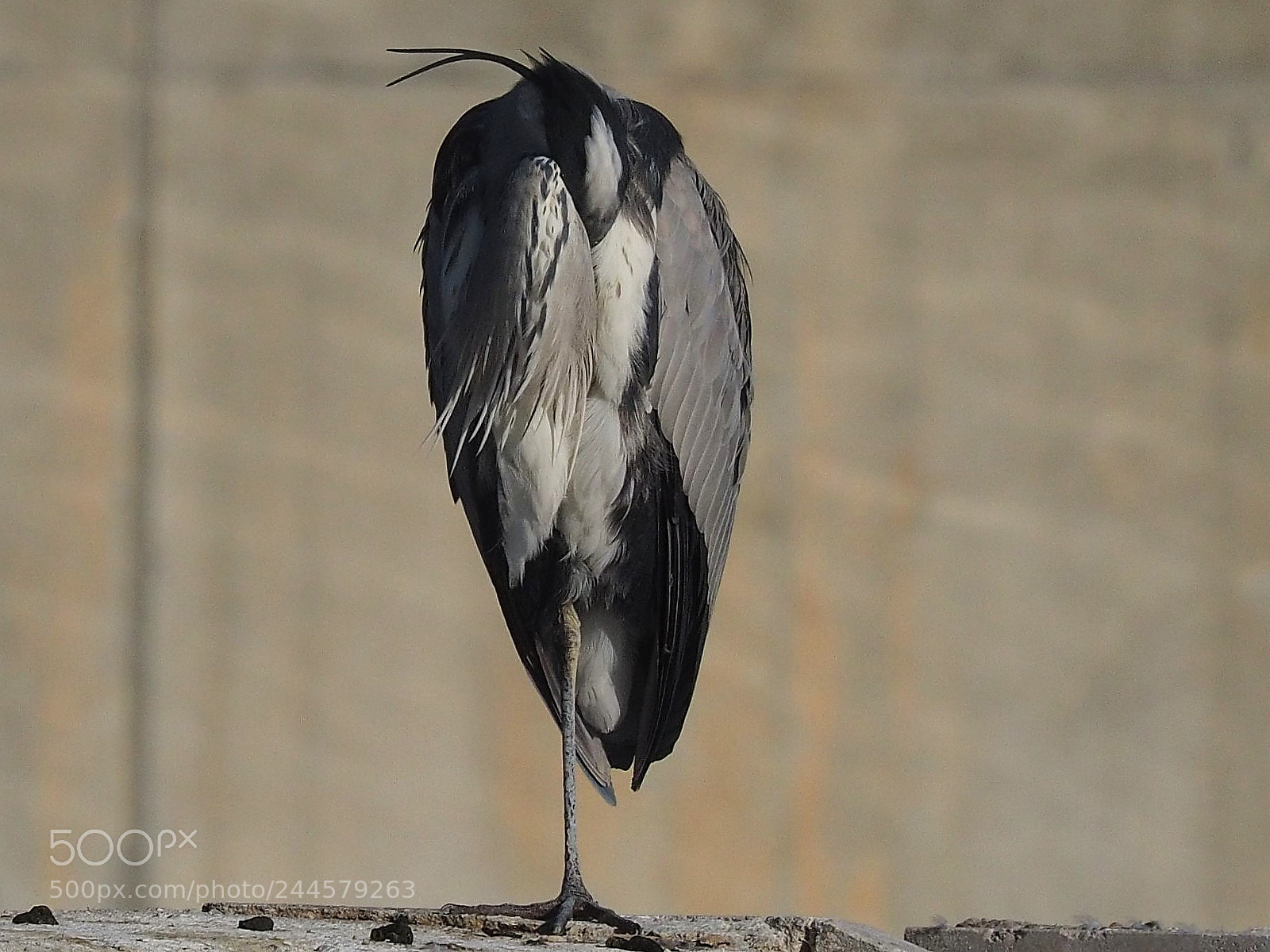 Olympus OM-D E-M1 sample photo. Garza real (ardea cinerea) photography