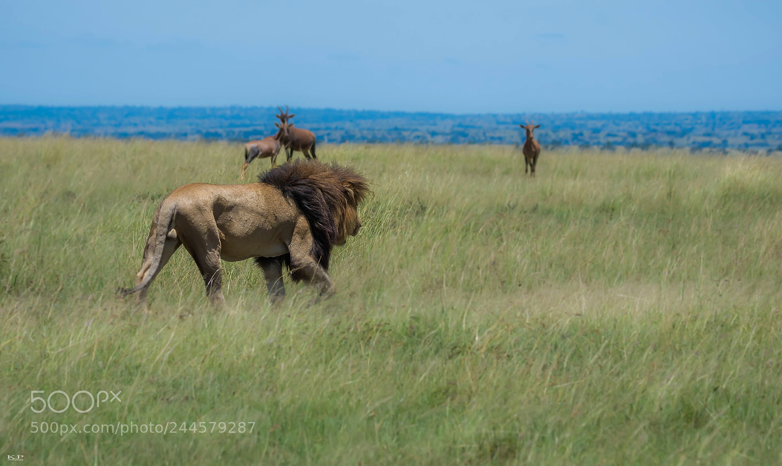 Nikon D7200 sample photo. The predator photography