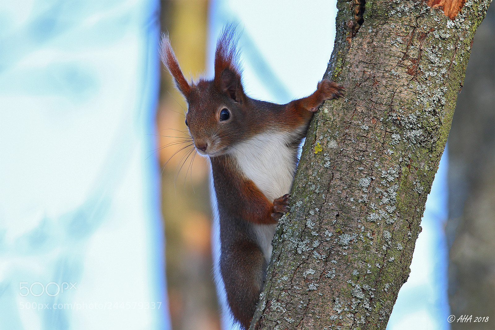 Canon EOS 7D Mark II sample photo. Squirrel photography