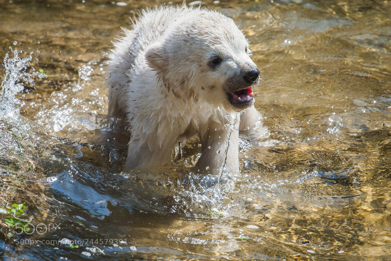Canon EOS 30D sample photo. Puppy photography