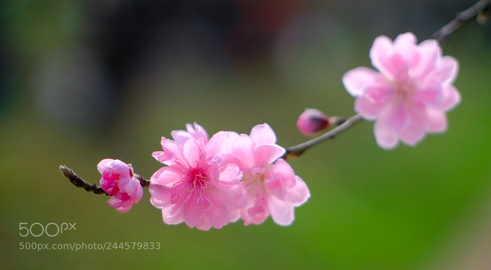 Fujifilm X-E1 sample photo. Spring light photography