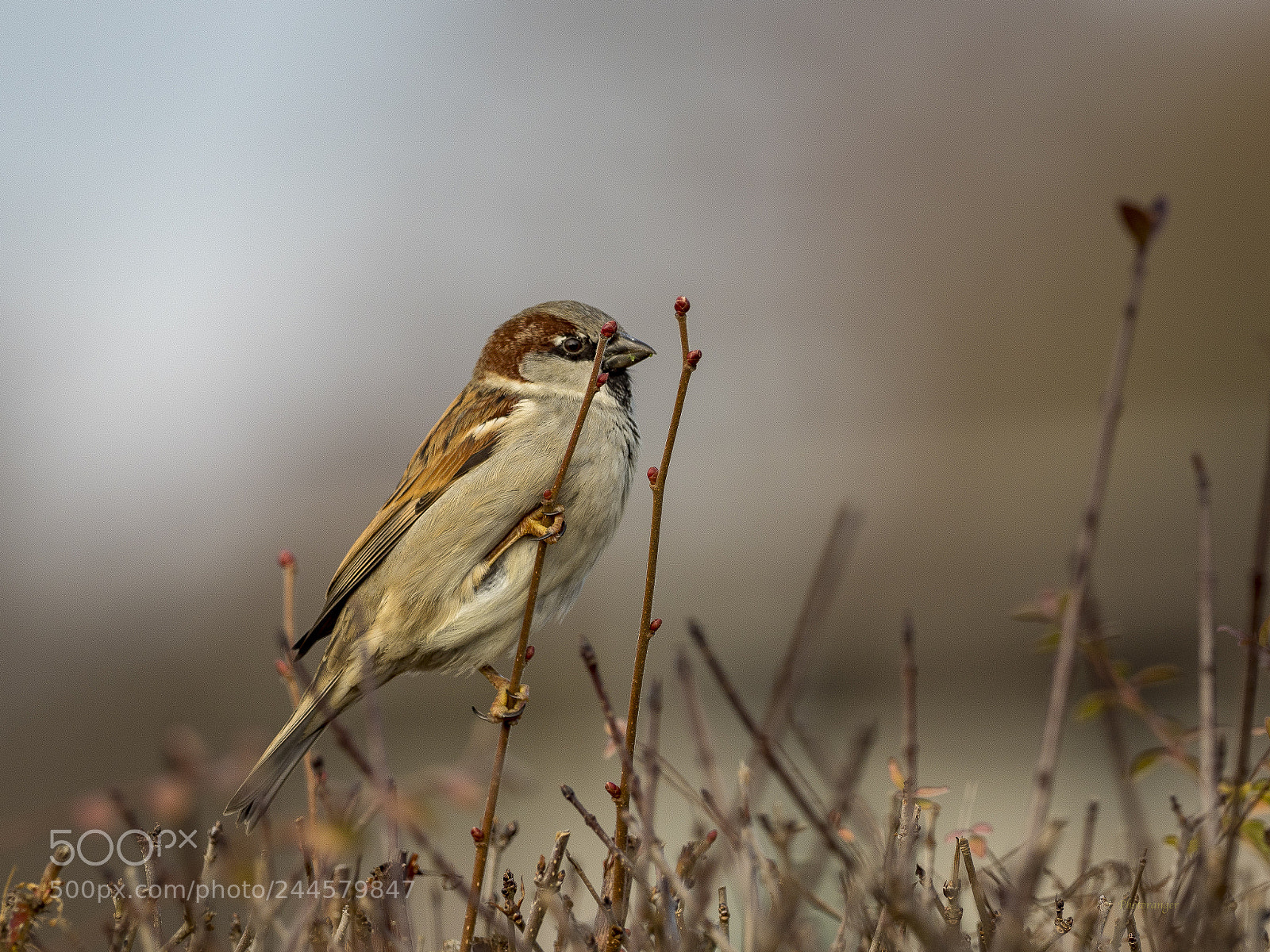 Olympus OM-D E-M1 Mark II sample photo. Sparrow photography
