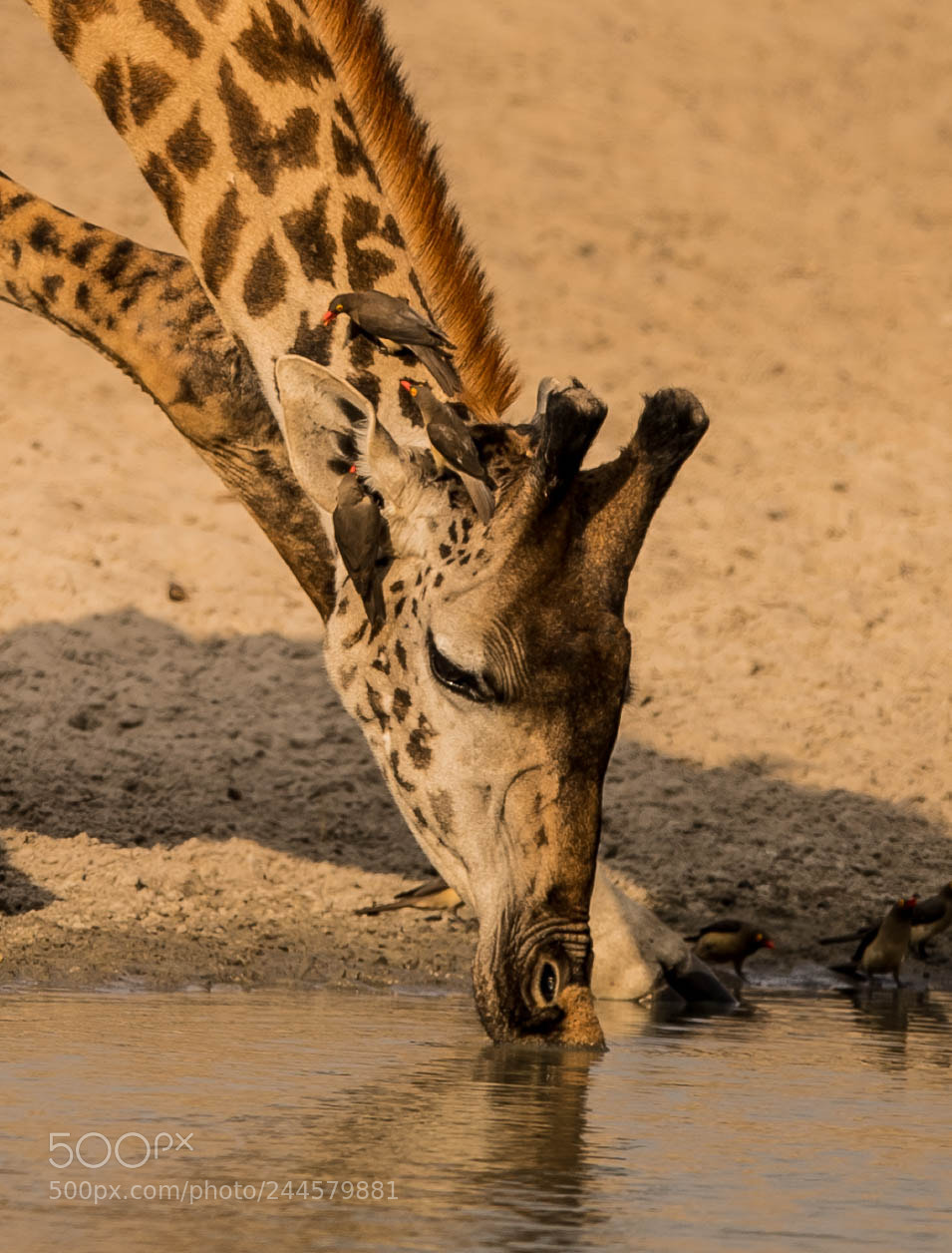 Nikon D5 sample photo. Giraffe and ox peckers photography