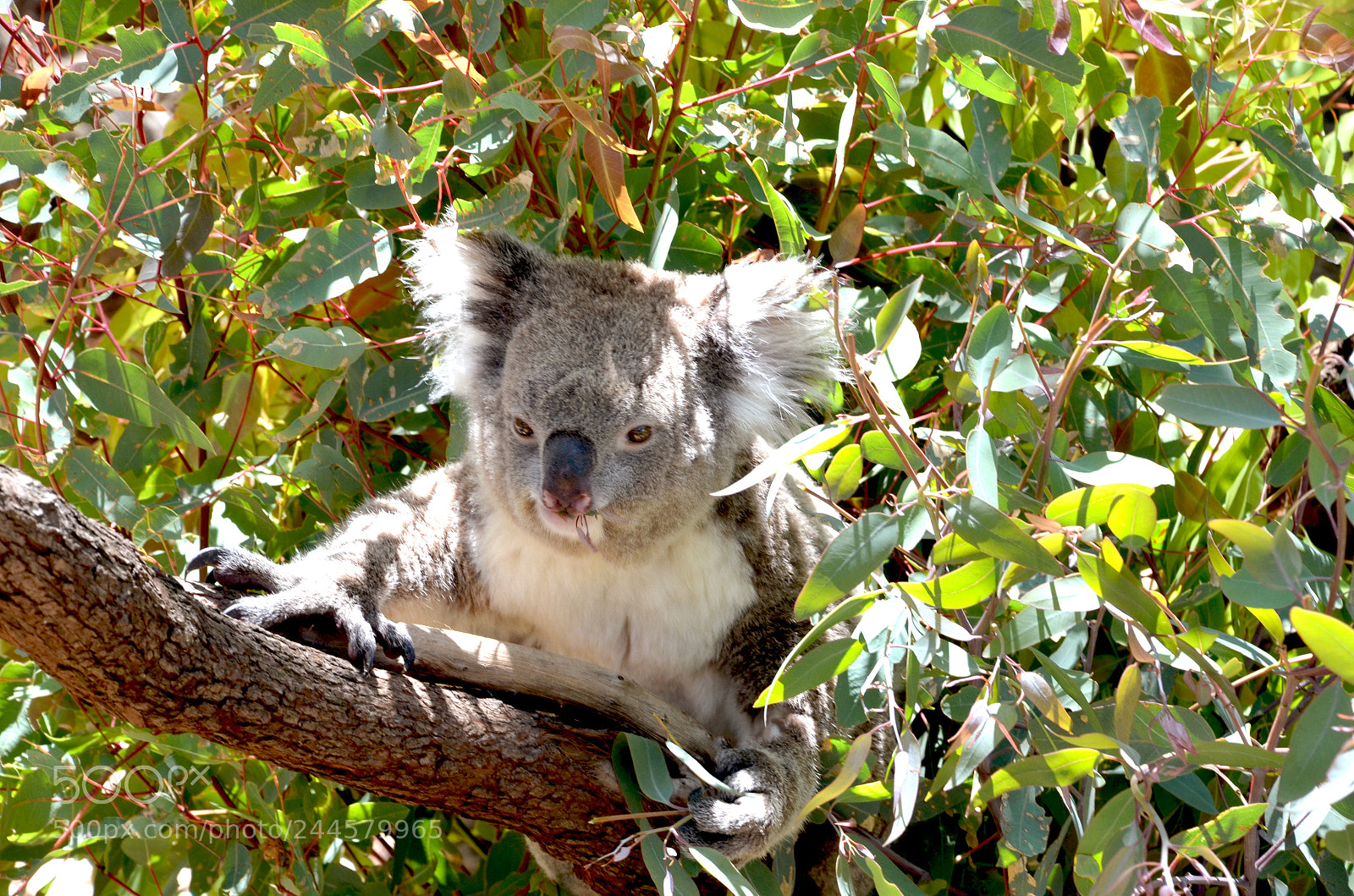Nikon D7000 sample photo. Koala photography