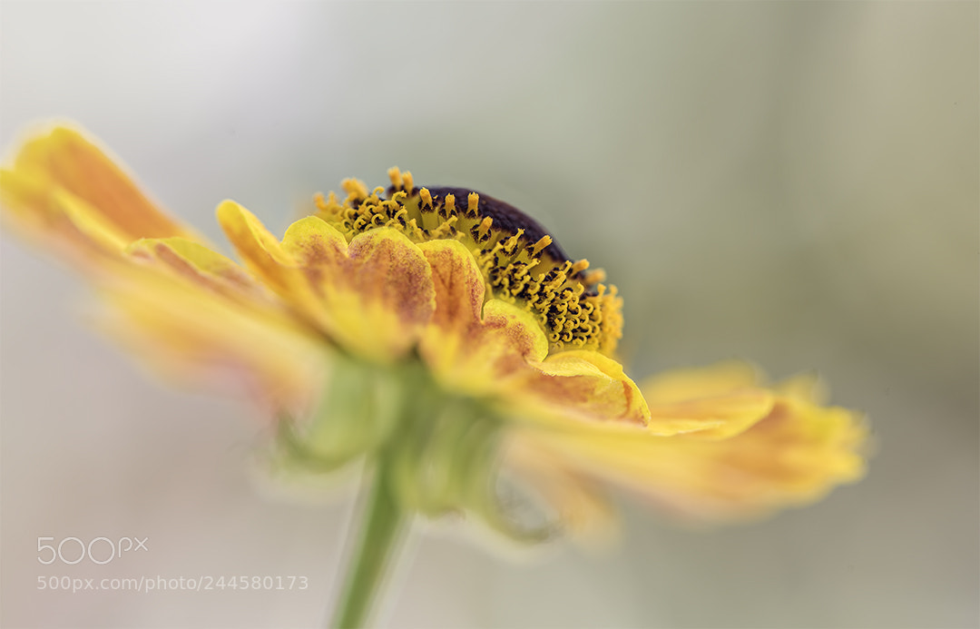 Nikon D810 sample photo. A summer's day photography