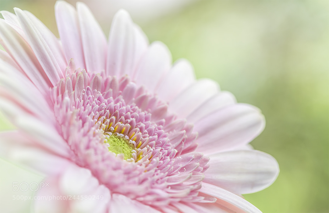 Nikon D810 sample photo. Pink perfection photography