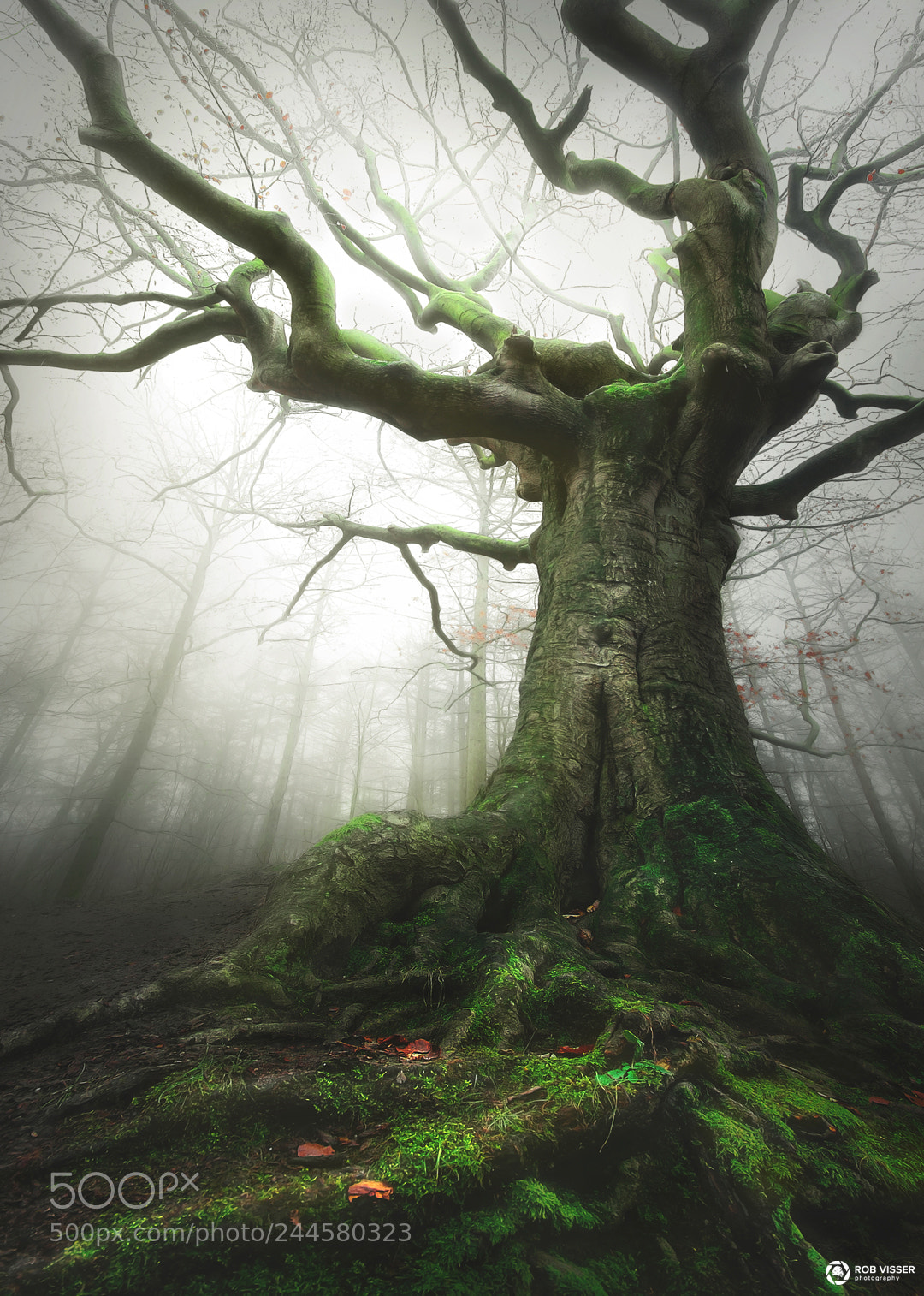 Nikon D5100 sample photo. Witch of nature photography