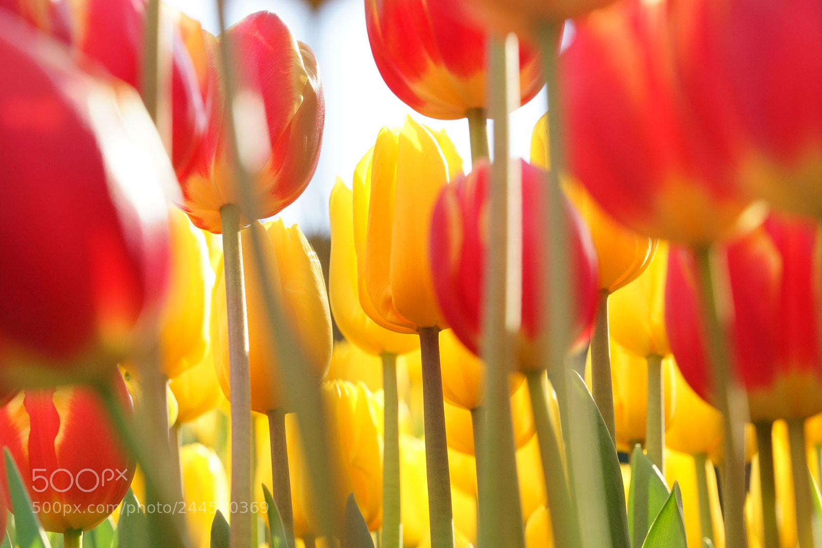 Sony a7 II sample photo. Tulip photography