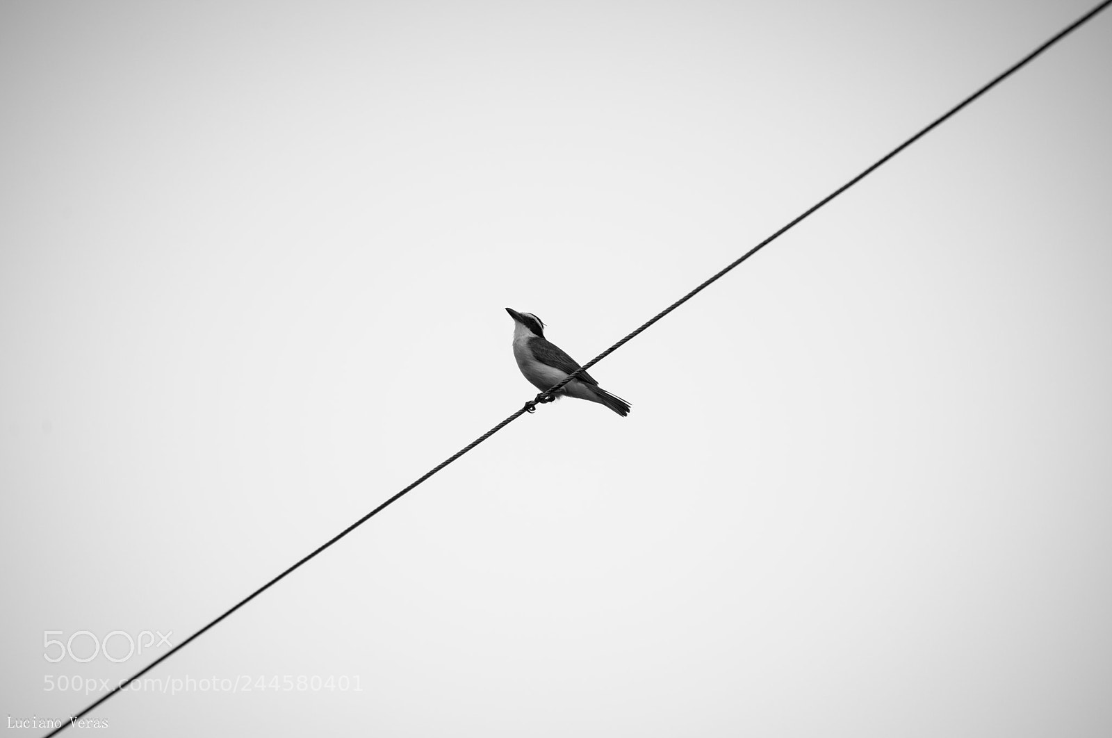 Nikon D610 sample photo. Bem-te-vi minimalista photography