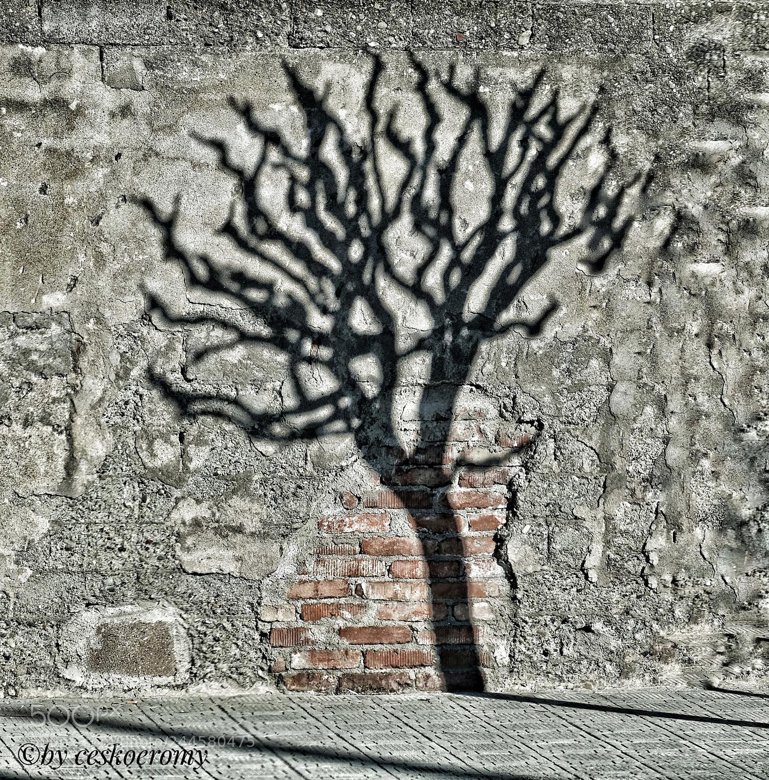 Fujifilm X-T20 sample photo. Albero tree photography