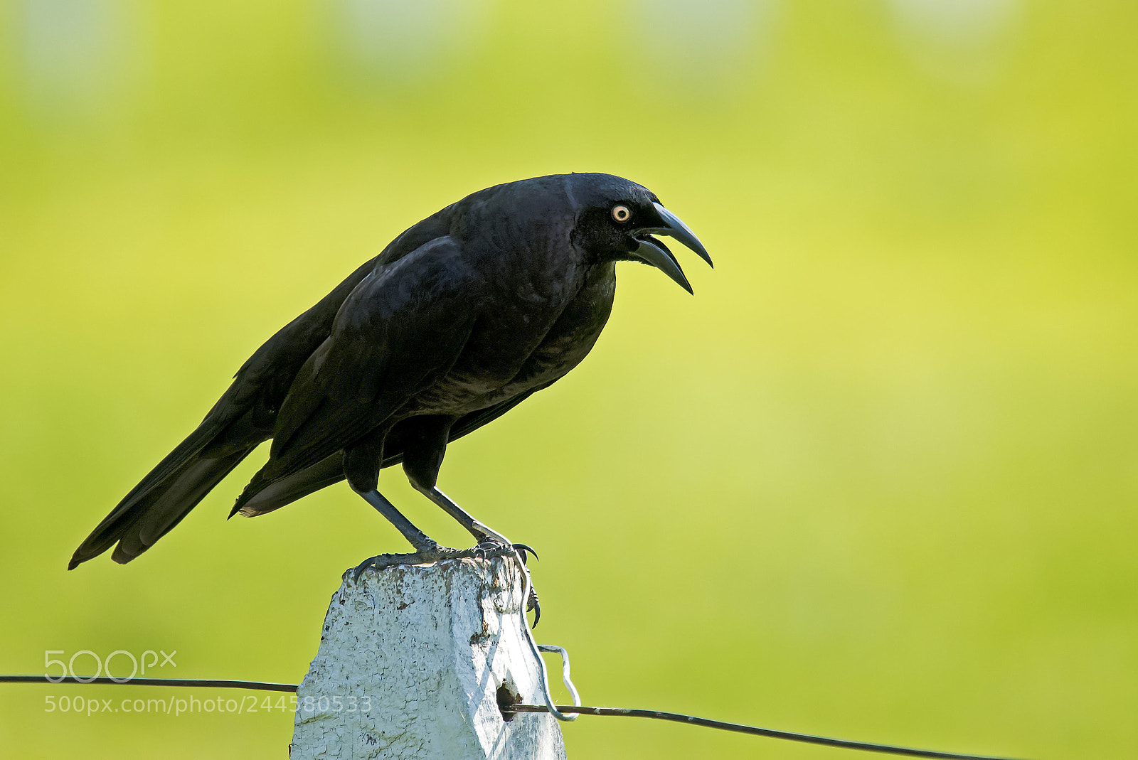 Nikon D810 sample photo. Giant cowbird photography