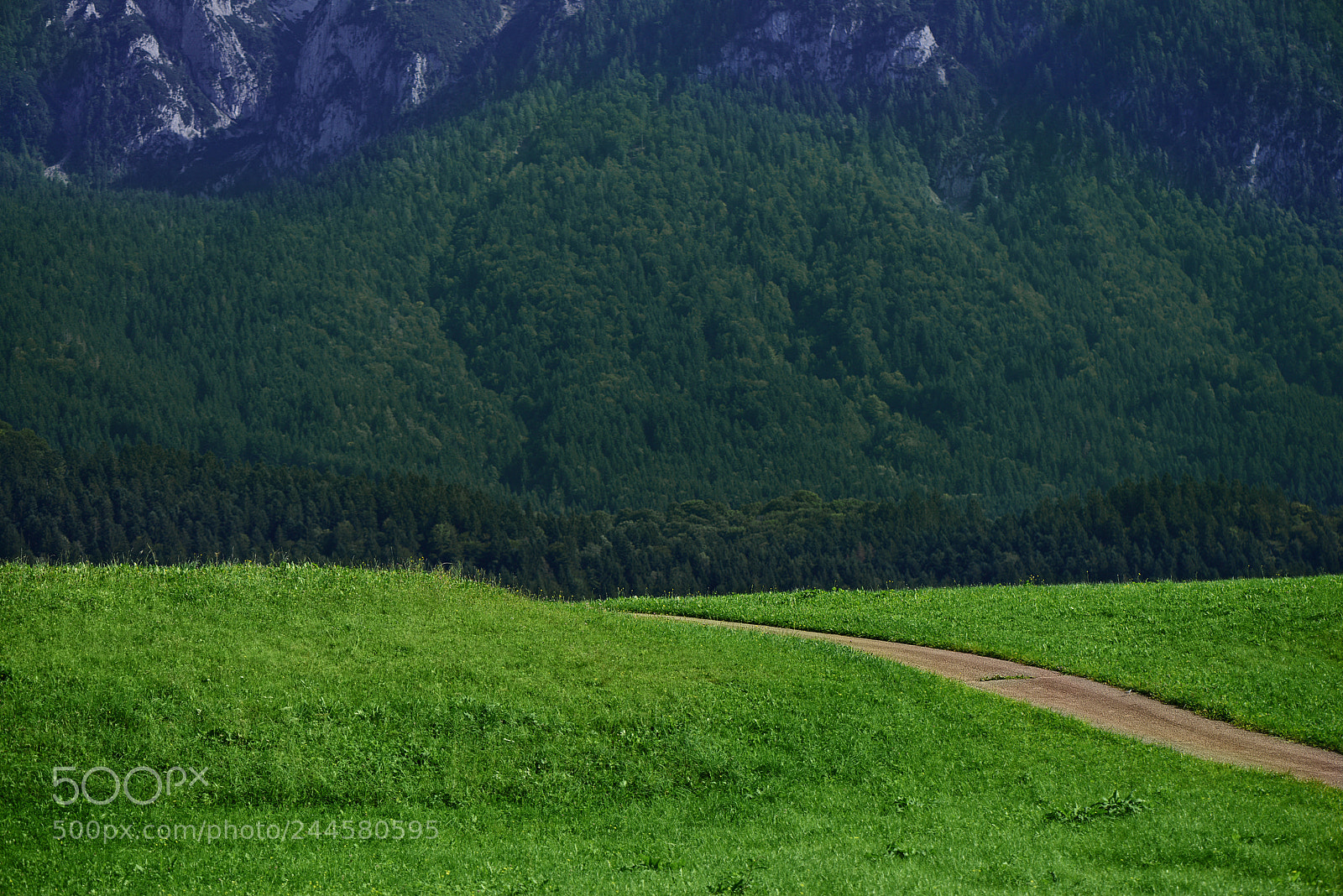 Nikon D800 sample photo. Path photography