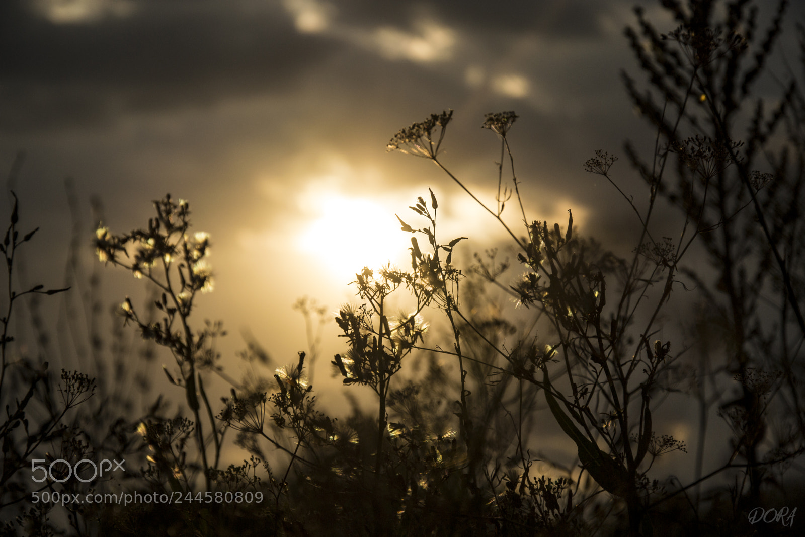 Nikon D3100 sample photo. Sunset photography