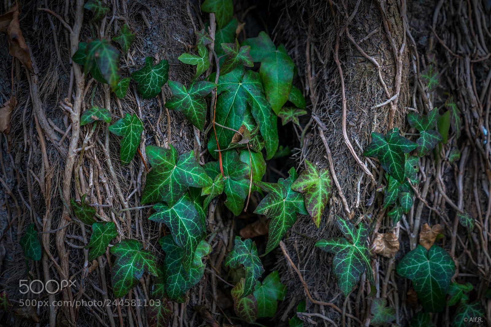 Sony a7R II sample photo. This is the wachau photography