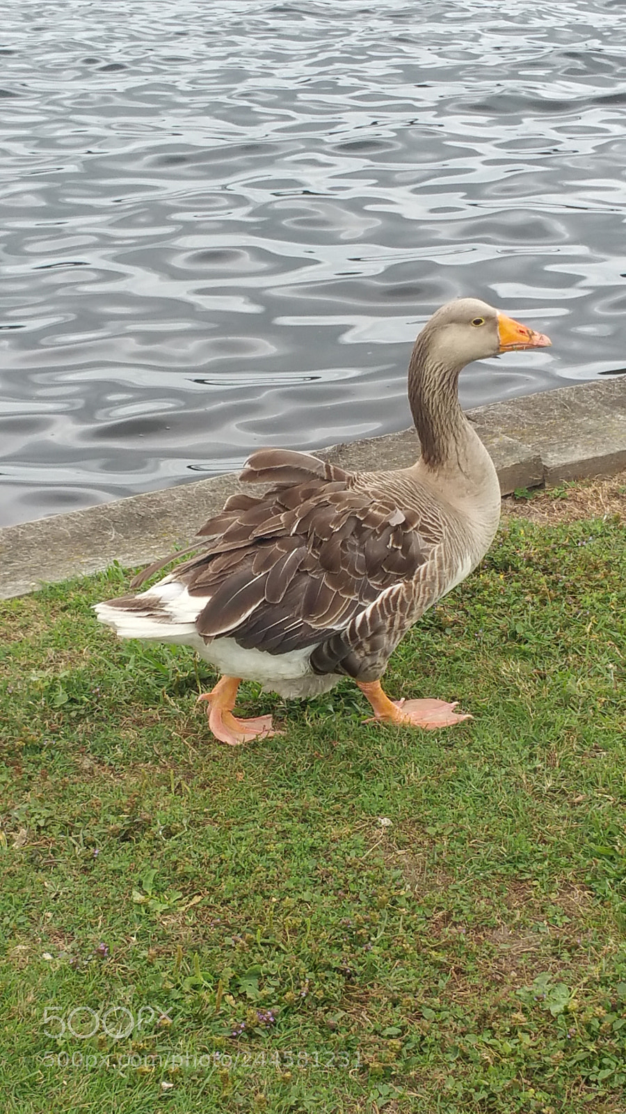 Samsung Galaxy Note4 sample photo. Untitled photography