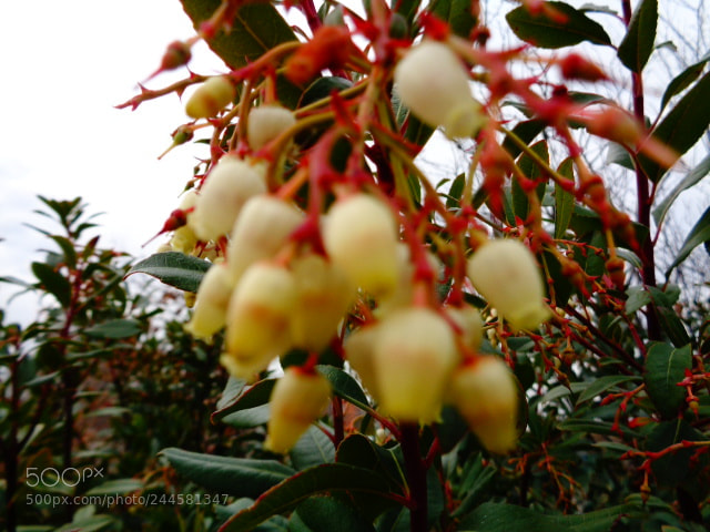 Sony Cyber-shot DSC-W830 sample photo. Campo photography