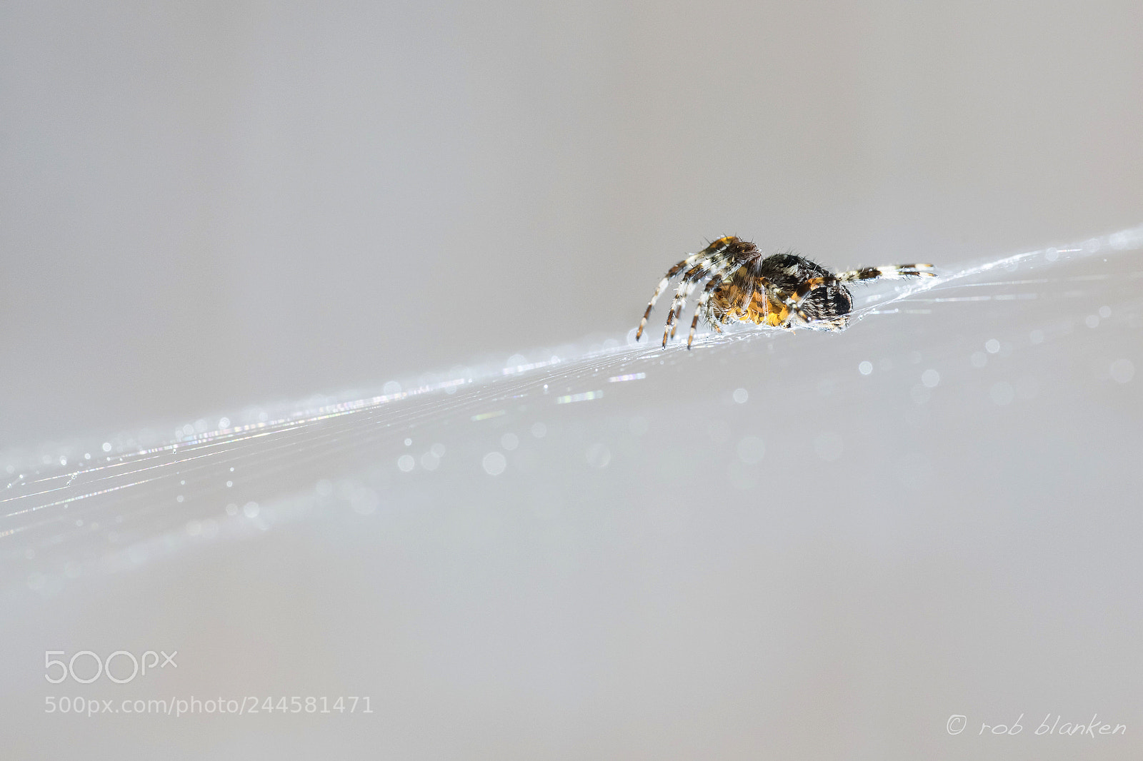Nikon D850 sample photo. Spider photography