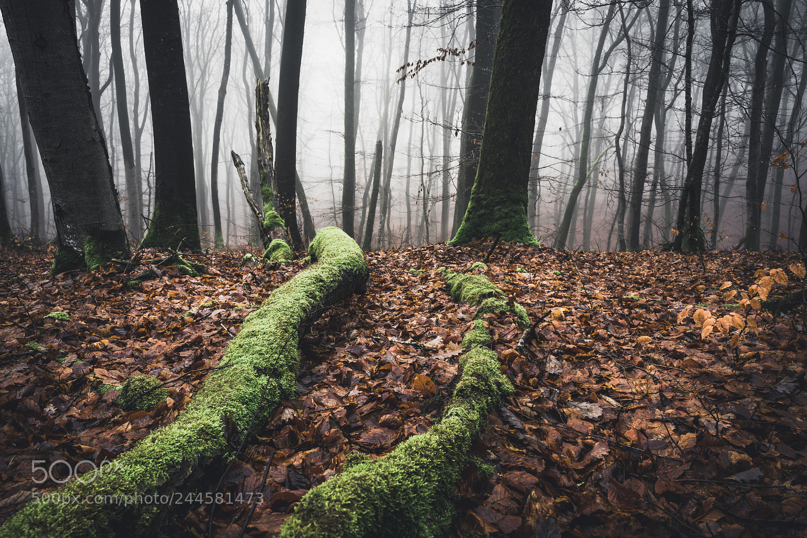 Sony a7 II sample photo. Way of nature photography
