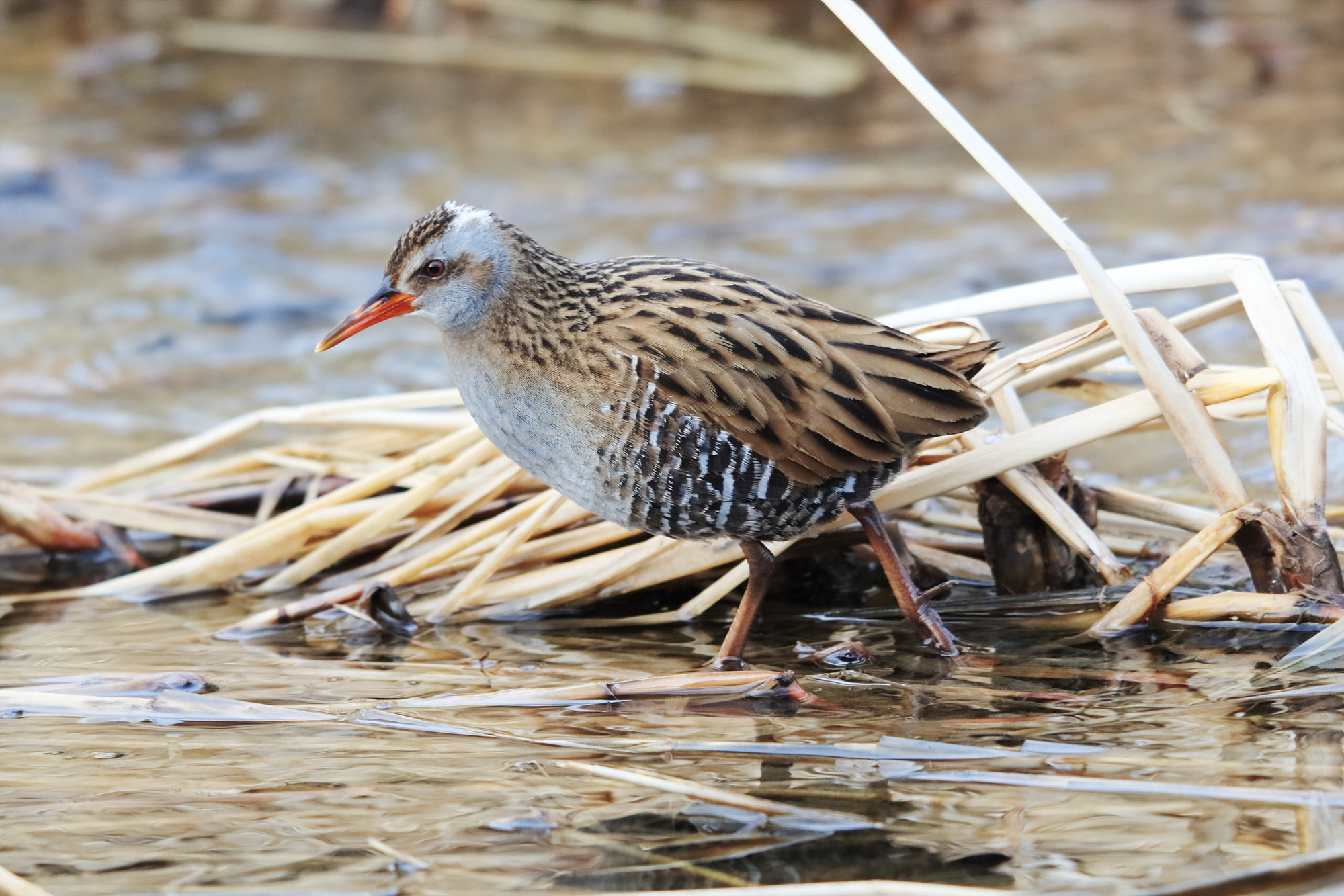 Canon EOS 5DS R + Canon EF 400mm F2.8L IS II USM sample photo. Rollus aquaticus photography