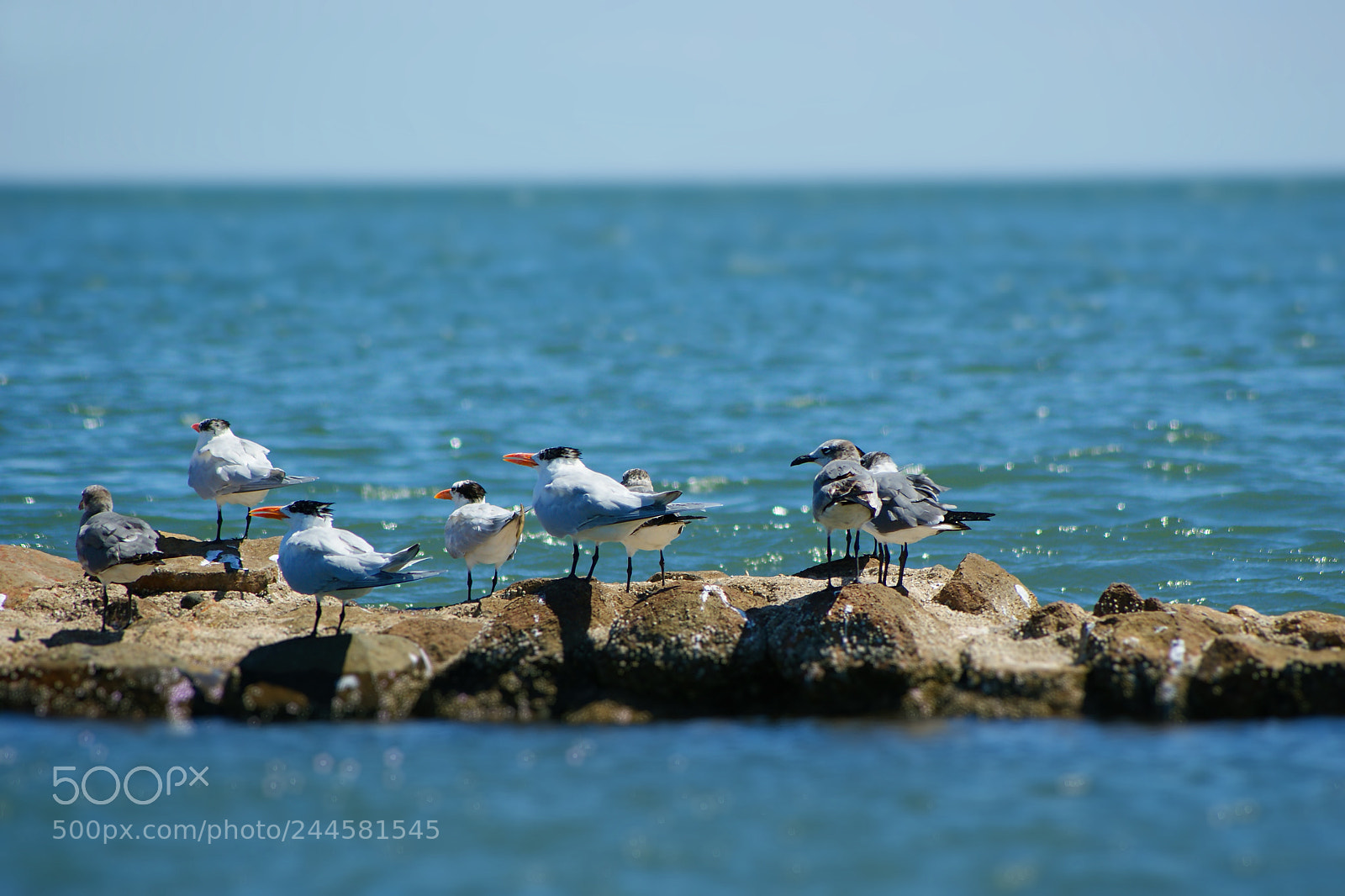 Sony Alpha DSLR-A350 sample photo. Gulls photography
