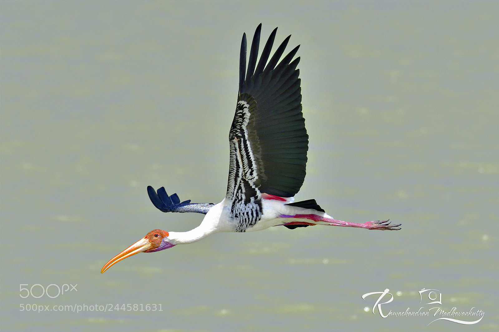 Nikon D500 sample photo. Painted stork - a photography