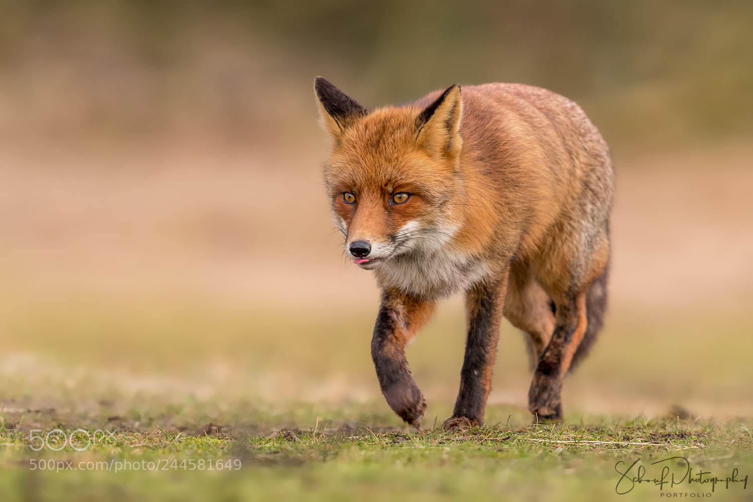 Canon EOS-1D X Mark II sample photo. Red fox photography