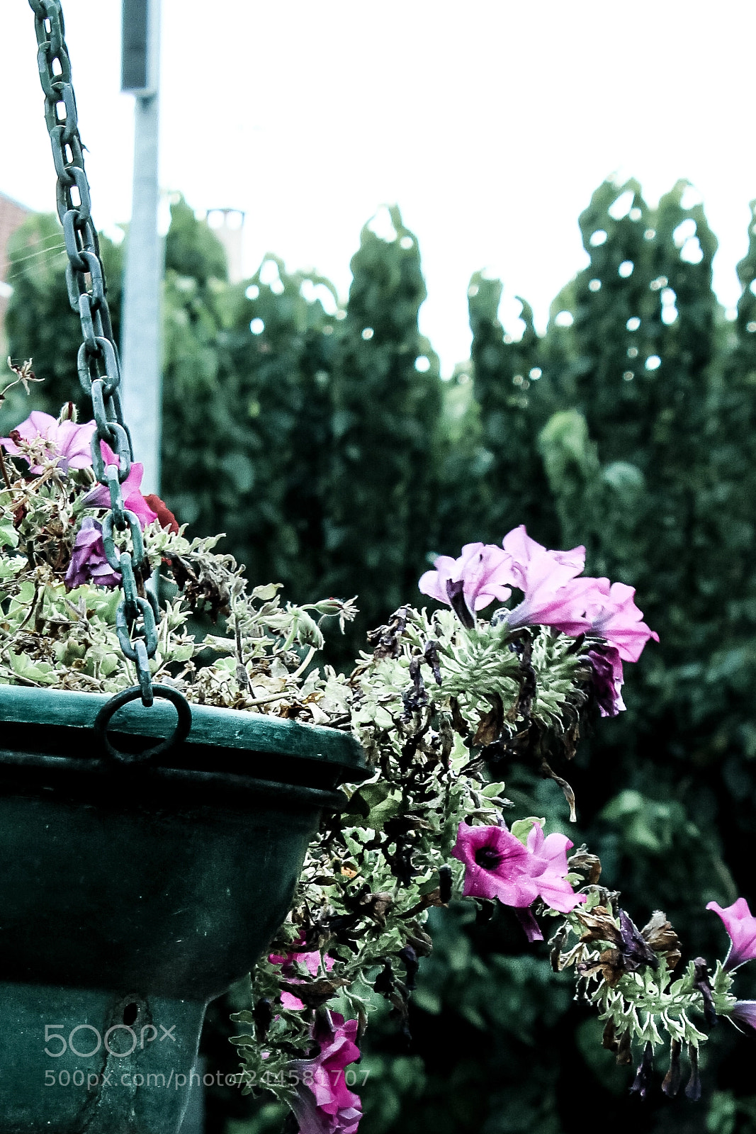 Canon EOS 1300D (EOS Rebel T6 / EOS Kiss X80) sample photo. Flores de mirandela photography