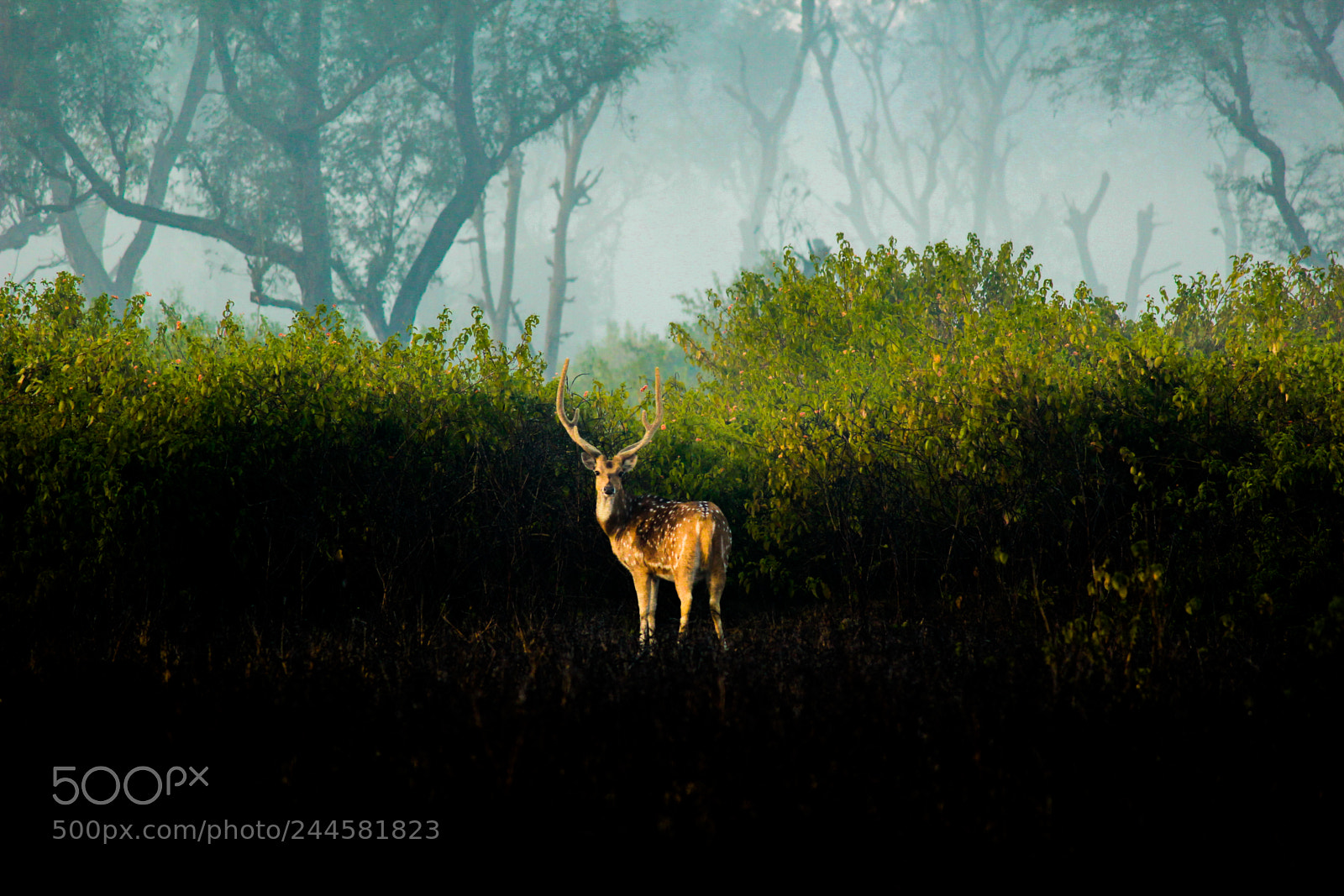 Canon EOS 1300D (EOS Rebel T6 / EOS Kiss X80) sample photo. Spotted deer photography