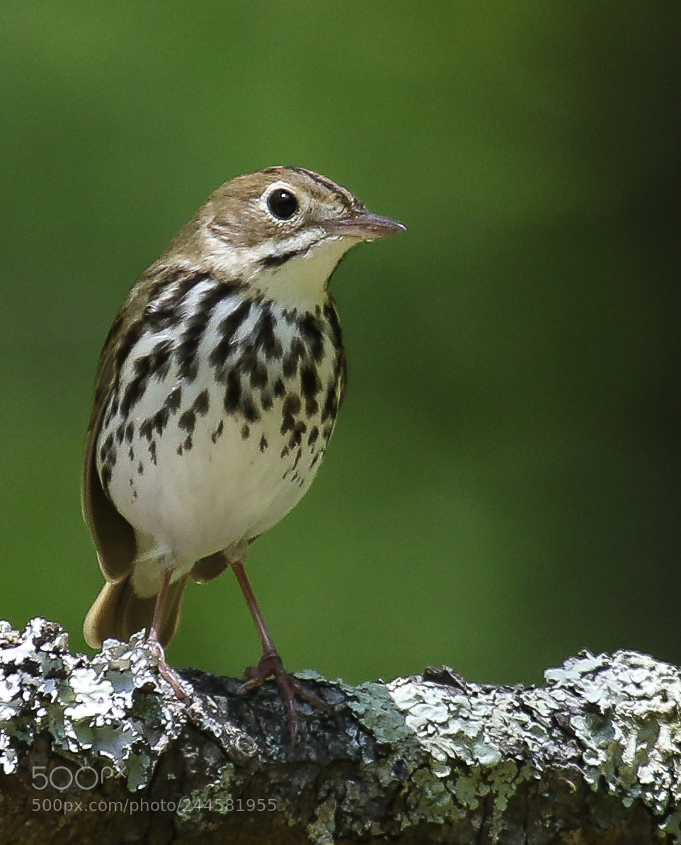 Canon EOS 7D Mark II sample photo. Ovenbird photography