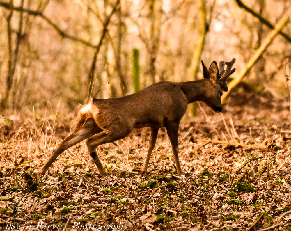 Nikon D7200 sample photo. Roebuck in woods photography