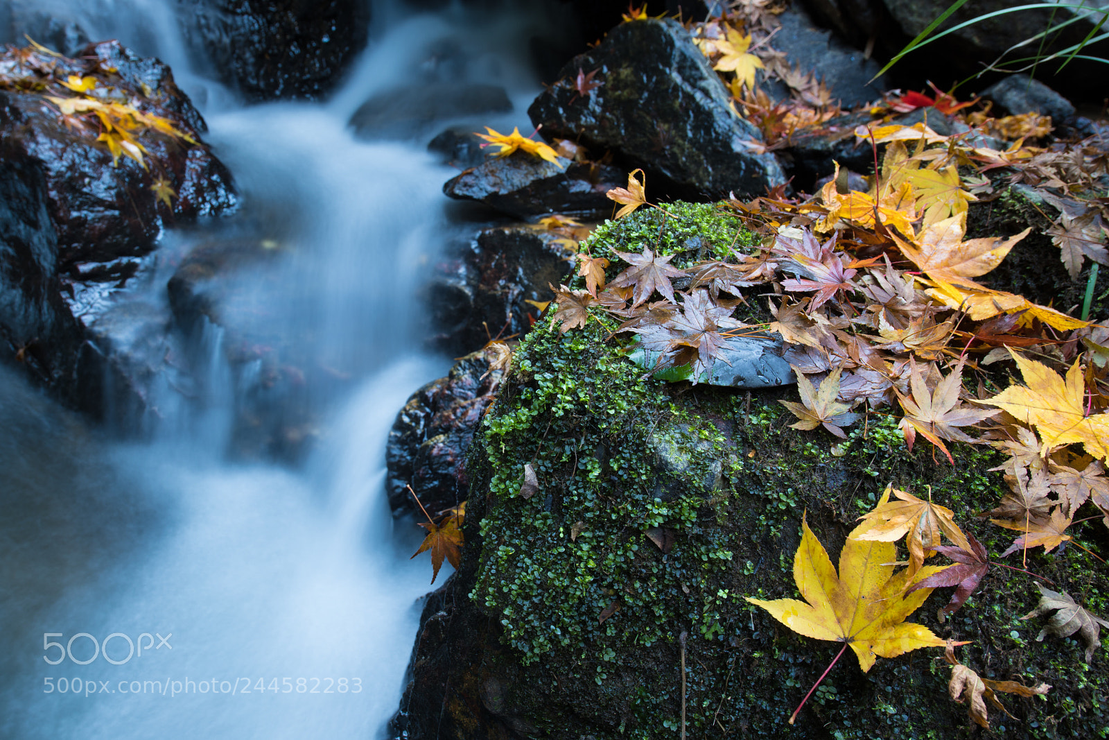 Nikon D850 sample photo. Leaf photography