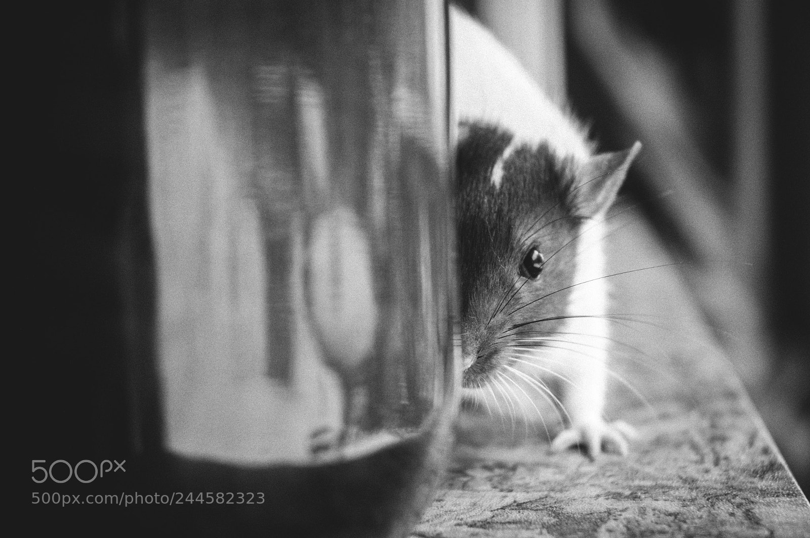 Nikon D3200 sample photo. Peek-a-boo photography