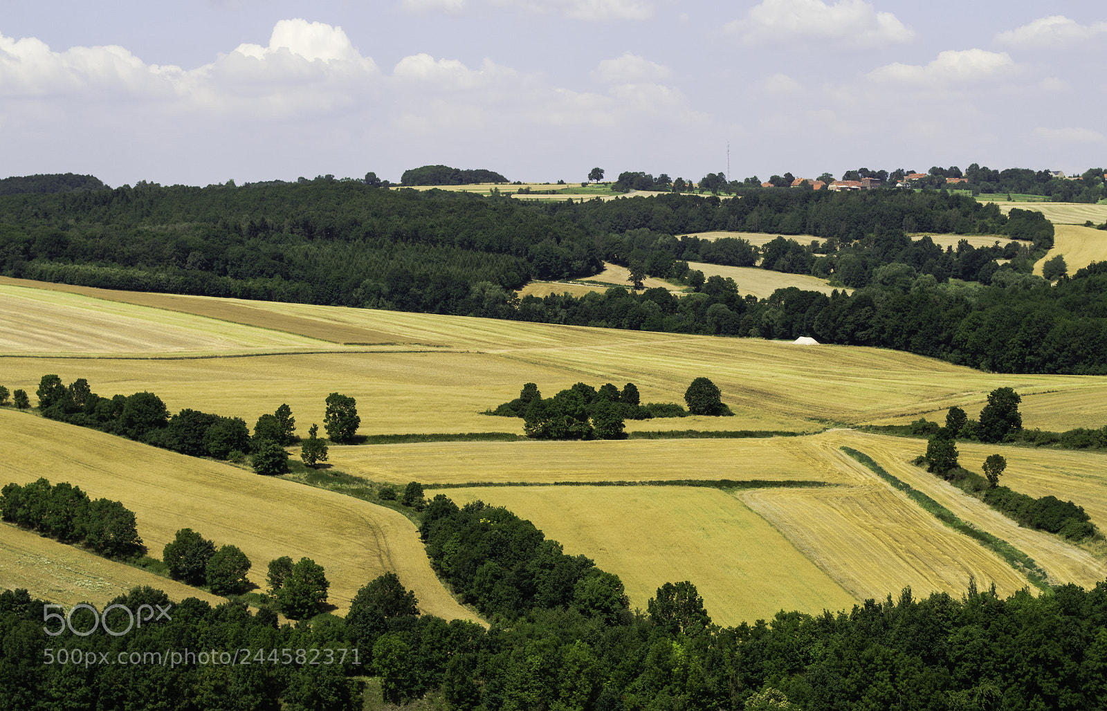 Nikon D5100 sample photo. Fields of gold photography