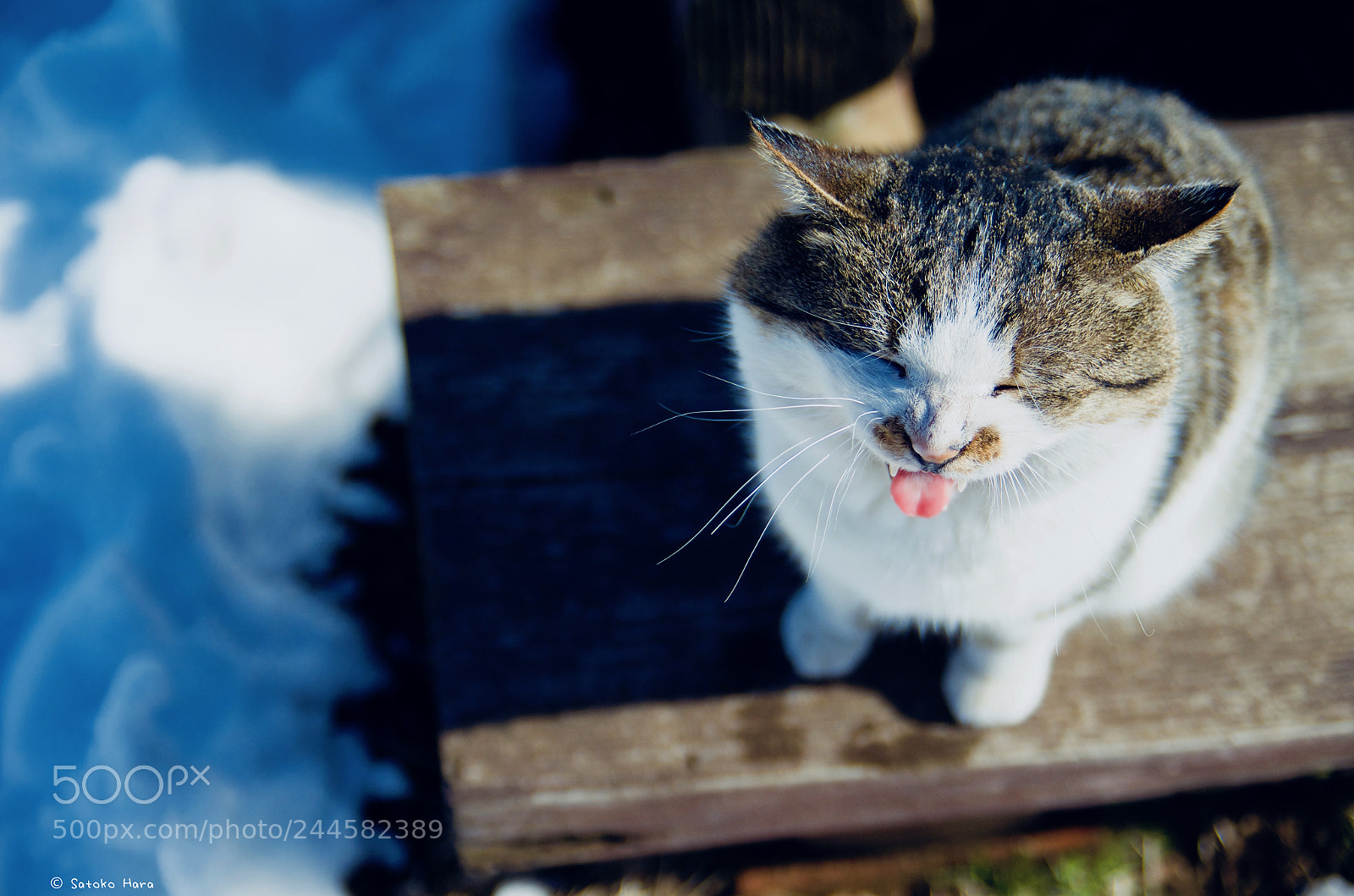 Pentax K-5 IIs sample photo. Yawn photography