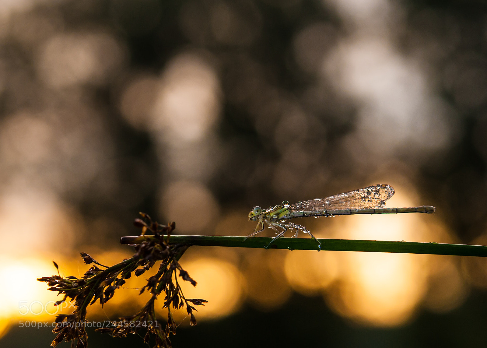 Nikon D700 sample photo. Damselfly at day break.. photography
